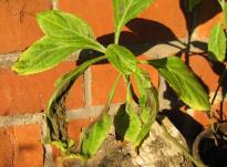 Salvia divinorum - Sonnenbrand 3