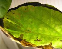 Salvia divinorum - Thrips 3