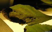 Salvia divinorum - Thrips 4