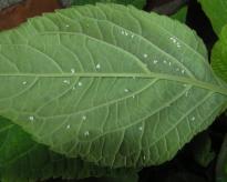 Salvia divinorum - White Fly 5