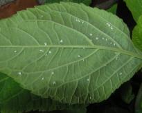 Salvia divinorum - White Fly 5