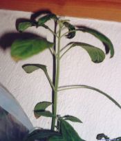Salvia divinorum - Zu viel Dnger