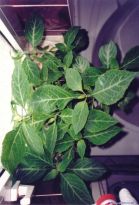 Salvia divinorum - Super-Salvia #1 - Bild 1