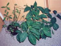 Salvia divinorum - Super-Salvia #1 - Bild 4