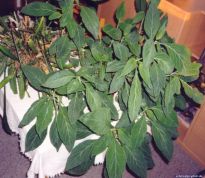 Salvia divinorum - Super-Salvia #1 - Bild 5