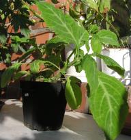 Salvia divinorum - Frhling 1