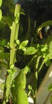 Salvia divinorum - Frhling 3