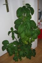 Salvia divinorum - Super-Salvia Markus - Bild 1