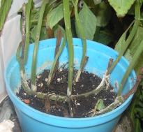 Salvia divinorum - Horizontal Cutting