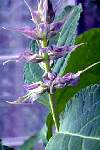 Salvia divinorum Blte