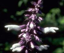 Salvia divinorum Blte