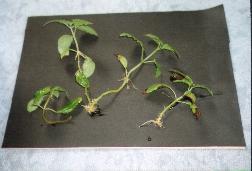 rooted cuttings