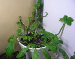Salvia divinorum cuttings without covering