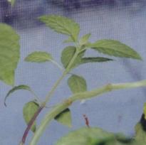 Salvia divinorum - Trinity Big - Bild 2