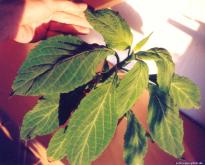 Salvia divinorum - Trinity Big - Image 5