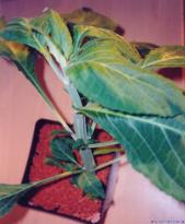 Salvia divinorum - Trinity Big - Image 6