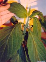 Salvia divinorum - Trinity Big - Image 7