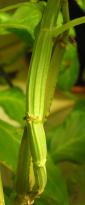 Salvia divinorum - Trinity Stamm 1